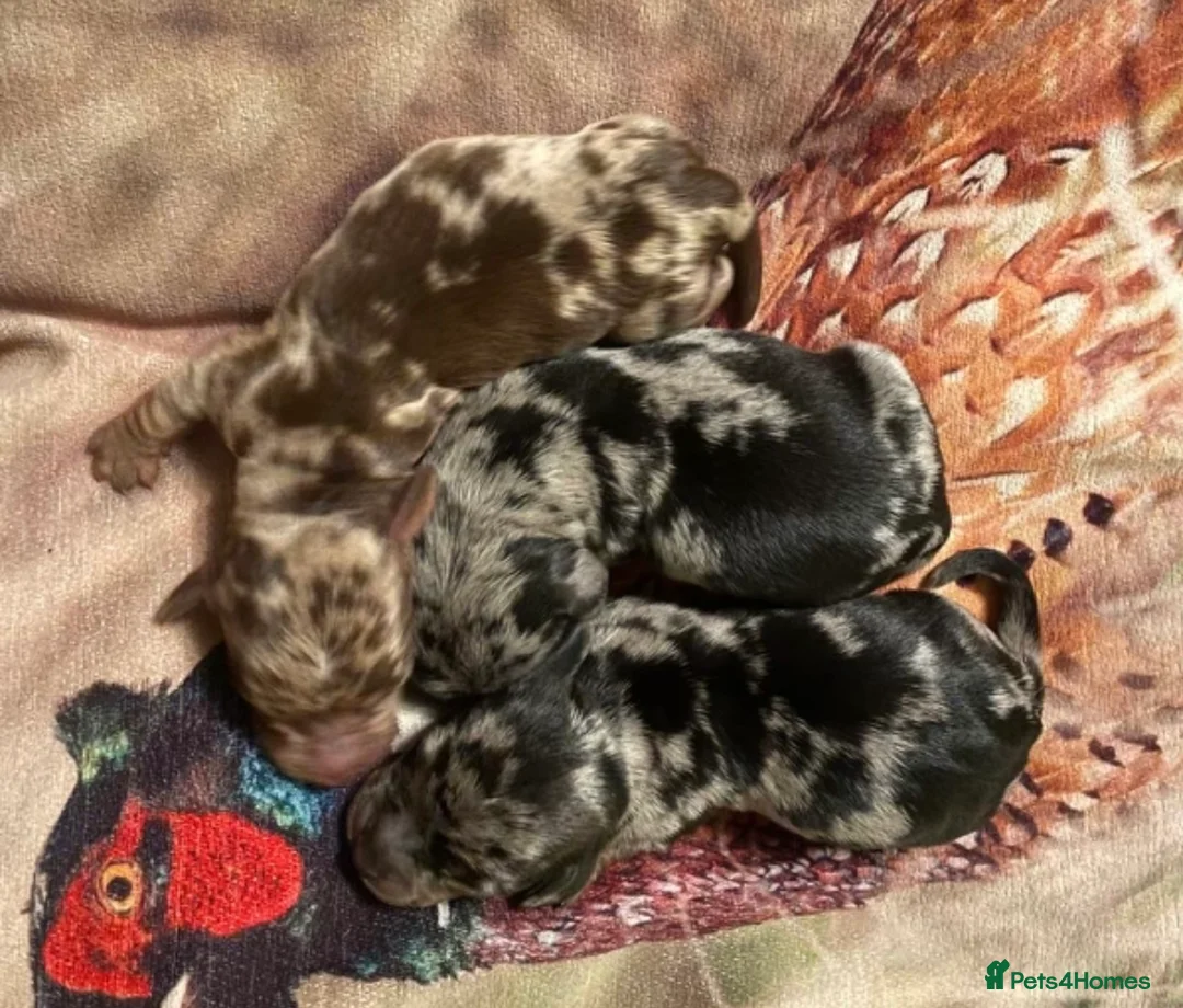 Miniature Dachshund dogs for stud: Chocolate & Tan (carries long) Stud in Dalry - Advert 10