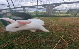 New Zealand rabbits for sale: 🐰 New Zealand White Rabbits – Friendly, Healthy🐰 - Image 10
