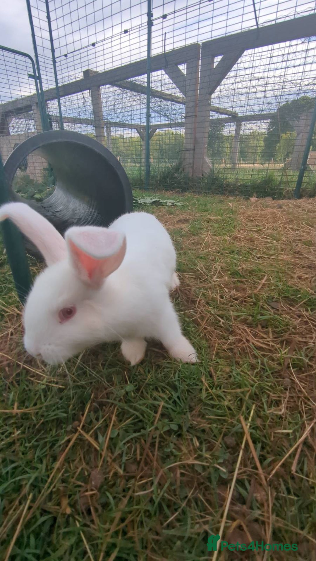New Zealand rabbits for sale: 🐰 New Zealand White Rabbits – Friendly, Healthy🐰 - Image 10