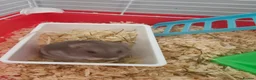 Hamster rodents for sale: Russian hamster  in Wrexham - Advert 5
