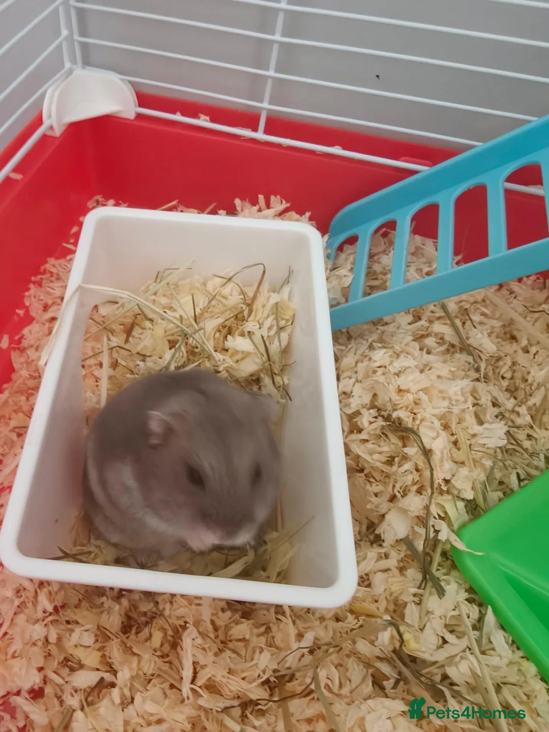Hamster rodents for sale: Russian hamster  in Wrexham - Advert 5