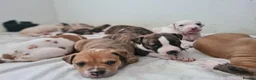 Alapaha Blue Blood Bulldog dogs for sale: Amazing bulldog puppies  in London - Advert 3