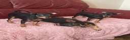 Miniature Pinscher dogs for sale: Beautiful Miniature Pinscher . - Advert 16