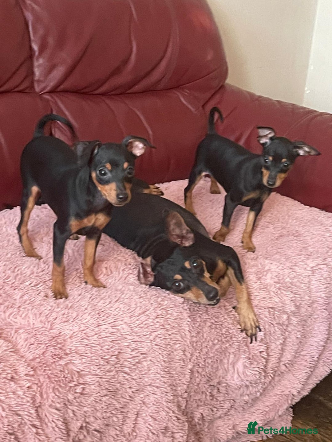 Miniature Pinscher dogs for sale: Beautiful Miniature Pinscher . - Advert 16