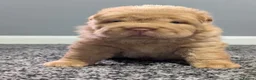 Shar Pei dogs for sale: Stunning Rare Shar Pei (Bear Coat) Pups - Advert 6