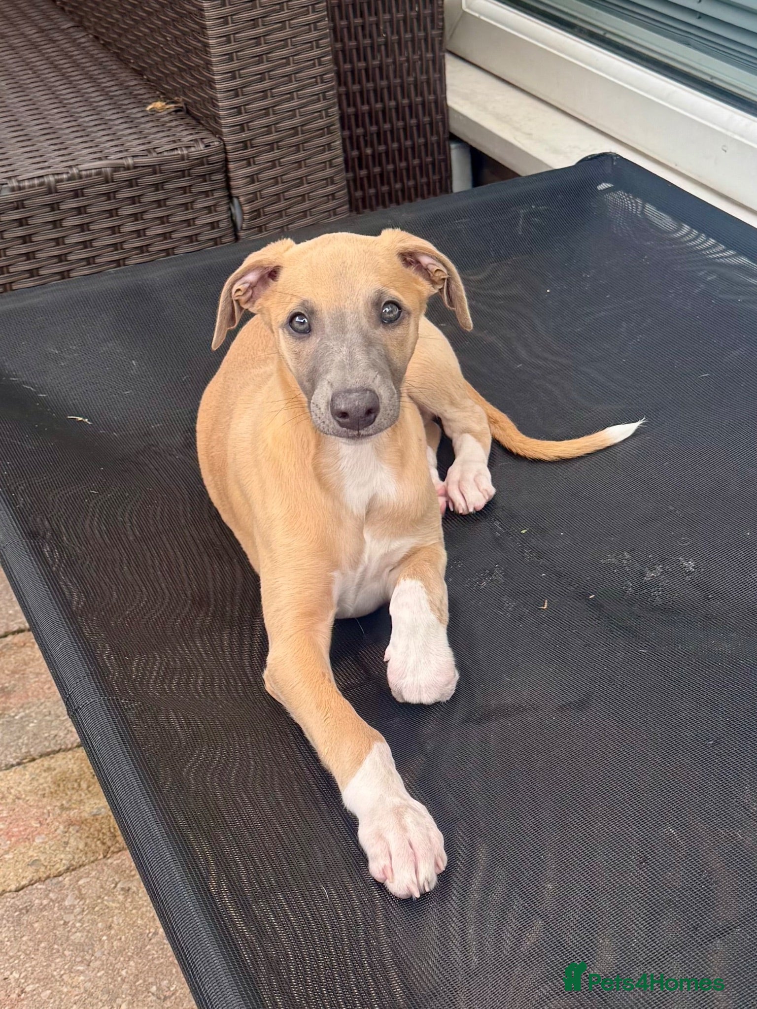 Whippet dogs Beautiful whippet babies READY NOW!🩷💙 - Advert 2