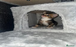 Mixed Breed cats for sale: 3 beautiful tabby kittens ♥️ - Image 7