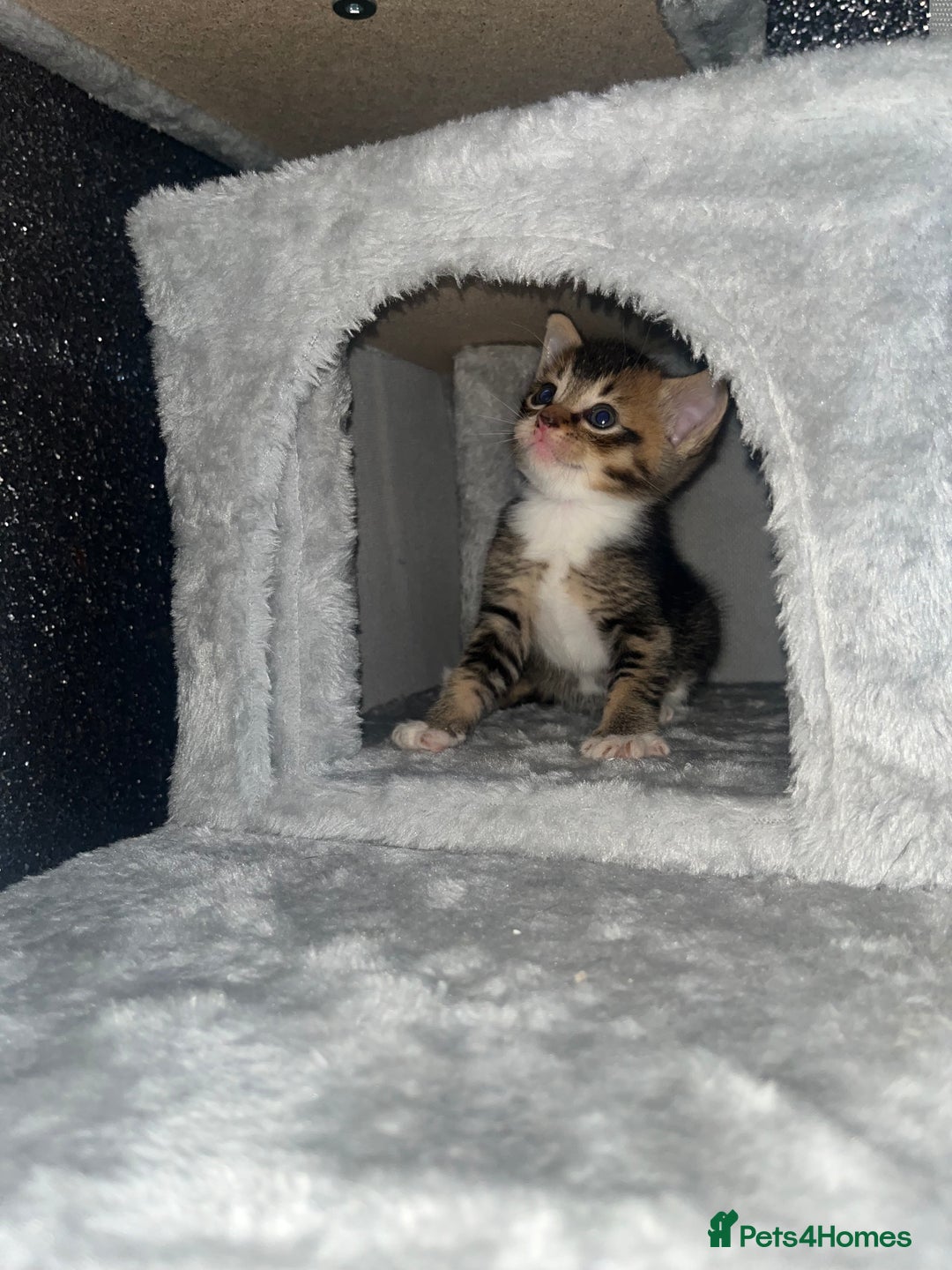 Mixed Breed cats for sale: 3 beautiful tabby kittens ♥️ - Image 7