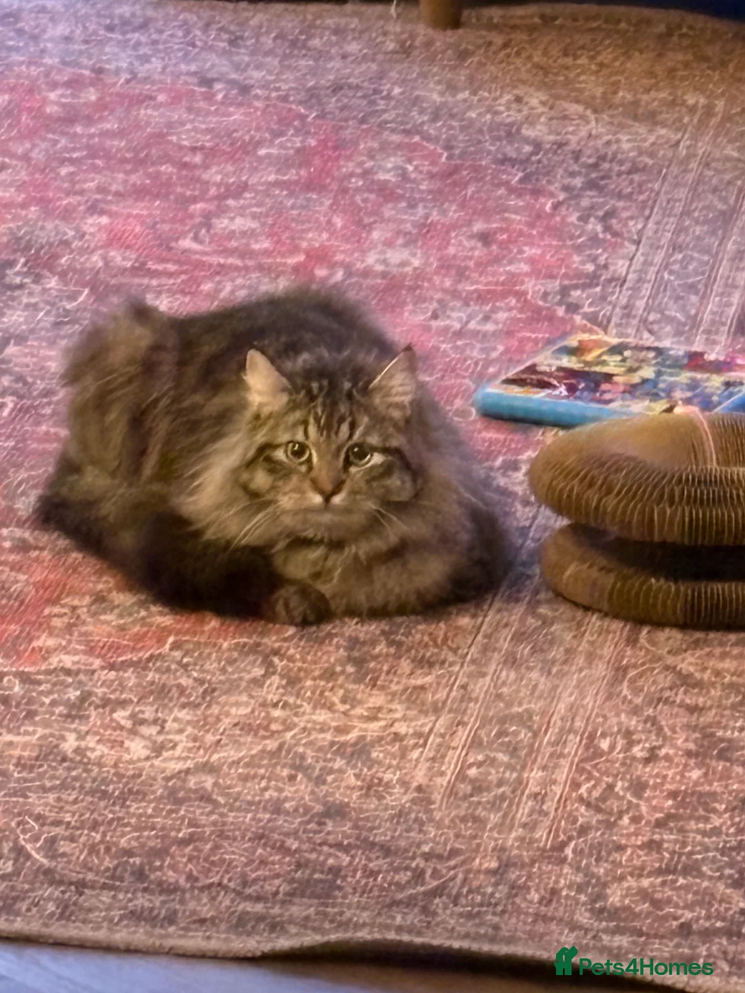 Siberian cats for sale: Softest Siberian 11 months old - Advert 2