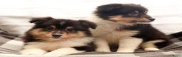 Shetland Sheepdog dogs for sale: Stunning Champions lines Tri Colour Girls  - Advert 12