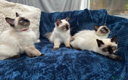 Ragdoll cats for sale: 4 Gorgeous Ragdoll Kittens **Ready to go now** - Image 6
