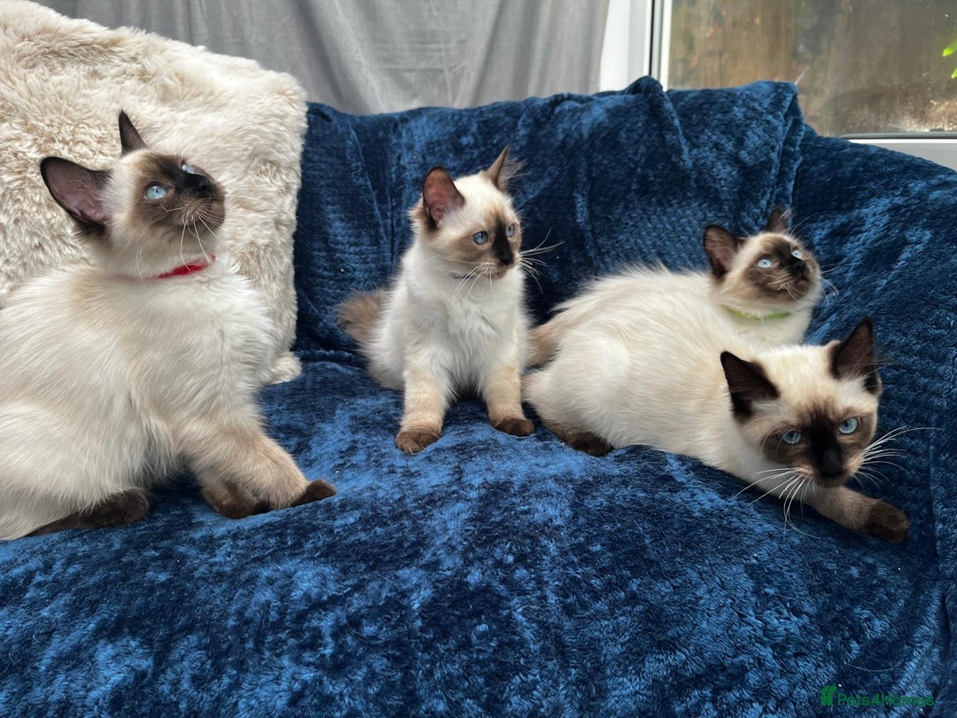 Ragdoll cats for sale: 4 Gorgeous Ragdoll Kittens **Ready to go now** - Image 6
