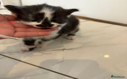 Mixed Breed cats for sale: Black & white kittens - Image 3