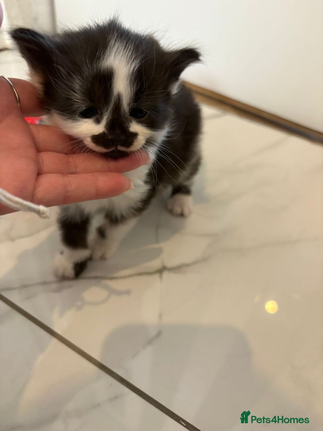 Mixed Breed cats for sale: Black & white kittens - Image 3