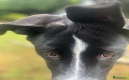 Mixed Breed dogs for sale: Elvis - Image 9