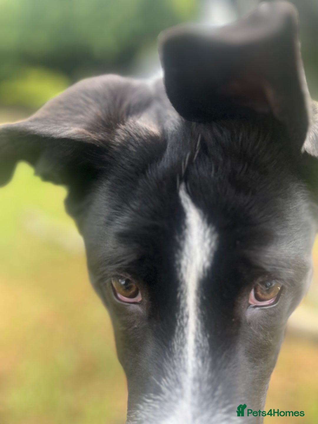 Mixed Breed dogs for sale: Elvis - Image 9