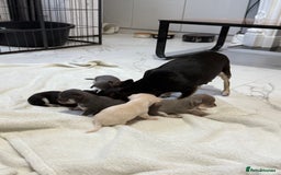 Chihuahua dogs for sale: Chihuahua Puppies - Image 6