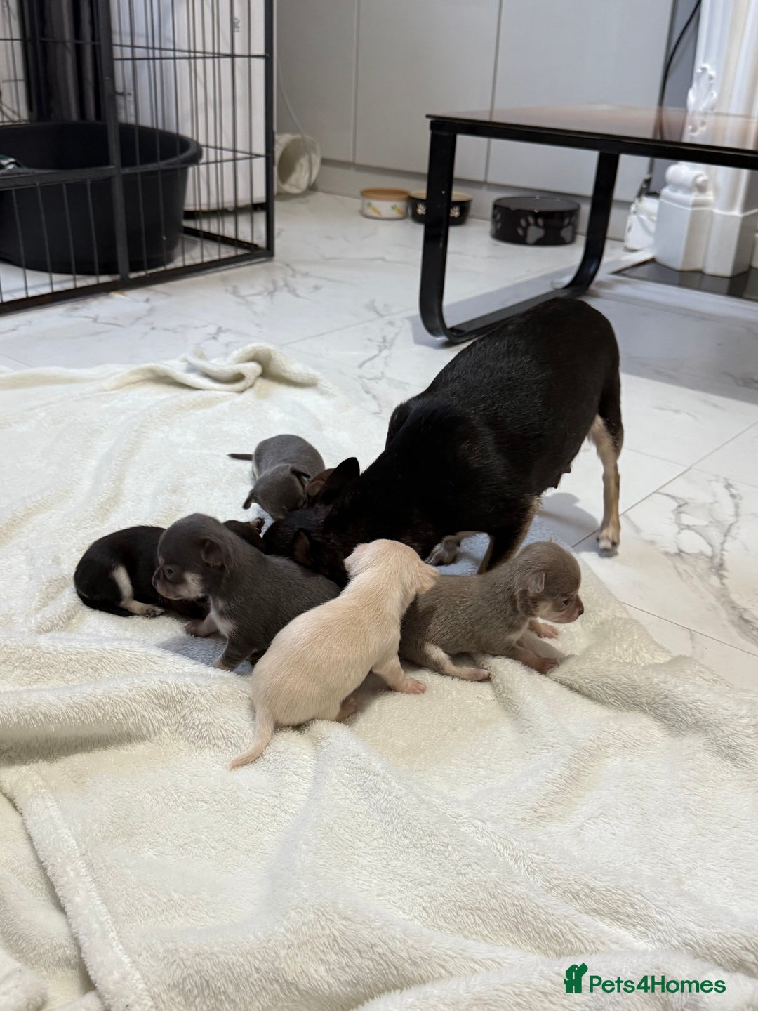 Chihuahua dogs for sale: Chihuahua Puppies - Image 6