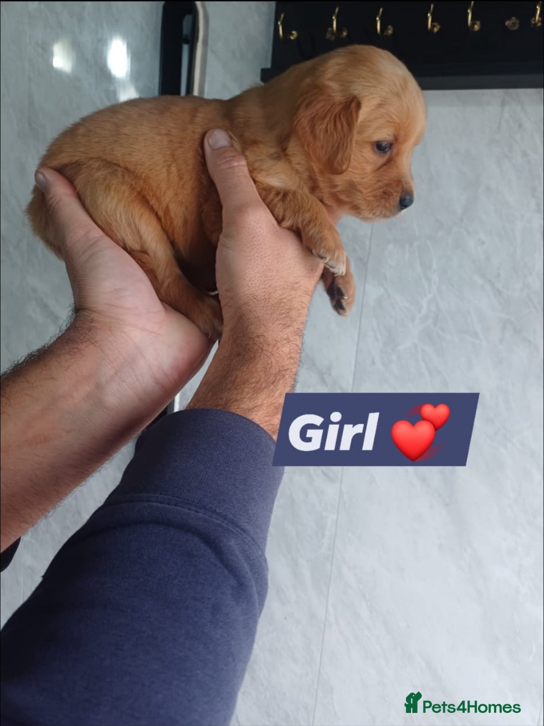 Labrador Retriever dogs for sale: READY TO LEAVE NOW KC registered golden retrievers - Advert 15