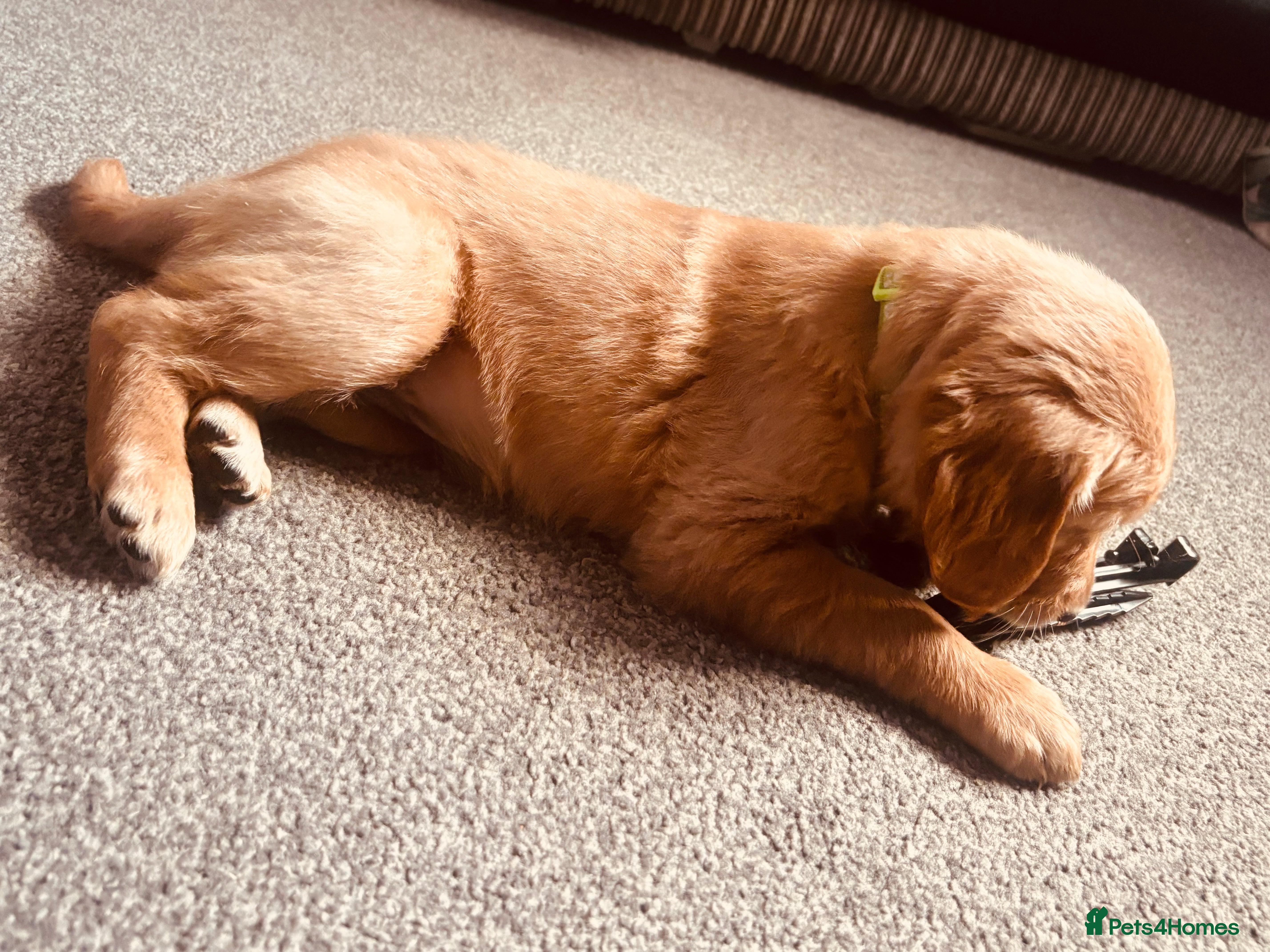 Golden Retriever dogs Golden retriever KC puppies (7)  - Advert 2