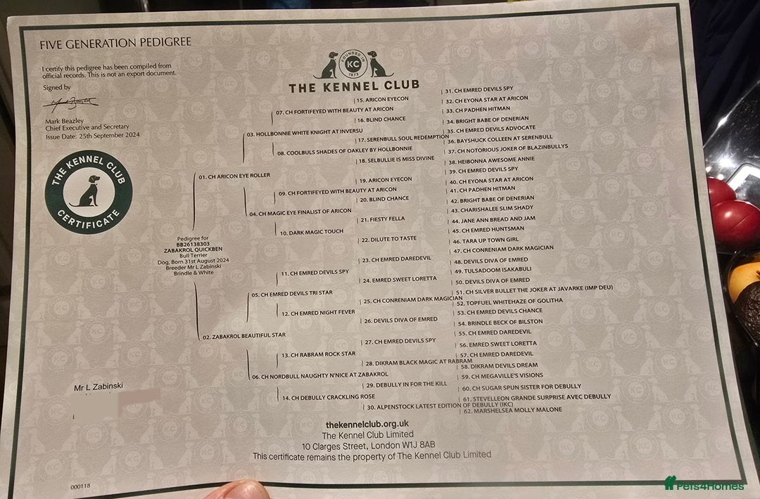 English Bull Terrier dogs for stud: TOP PEDIGREE IN UK, CRUFTS QUALIFIER, CHAMP FAMILY - Advert 8