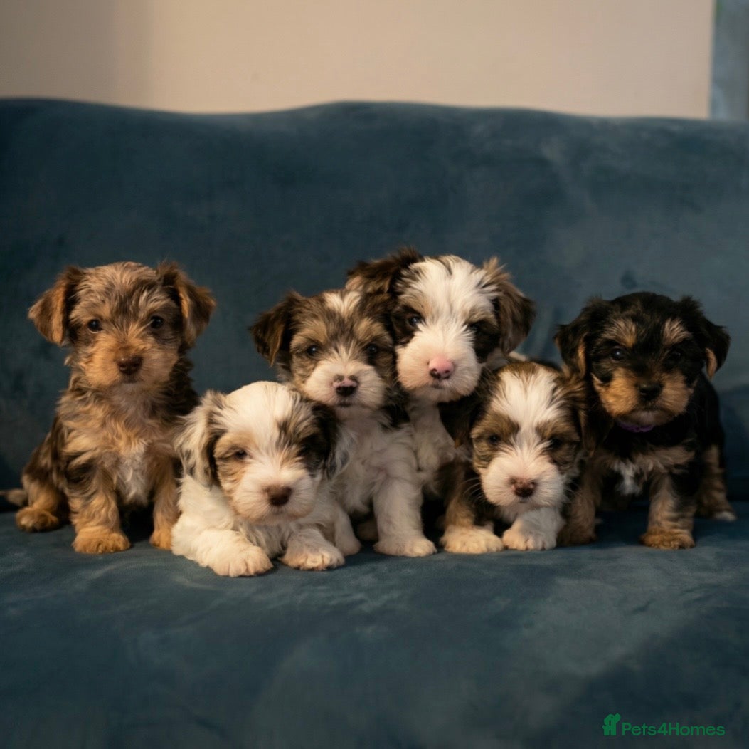 Yorkshire Terrier dogs READY NOW! - MINI YORKSHIRE TERRIERS FOR SALE - Advert 5