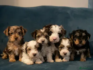 Yorkshire Terrier dogs READY NOW! - MINI YORKSHIRE TERRIERS FOR SALE - Advert 5