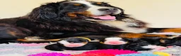 Bernese Mountain Dog dogs for sale: Beautiful Bernese Mountain Dog Puppies in Eye - Advert 18