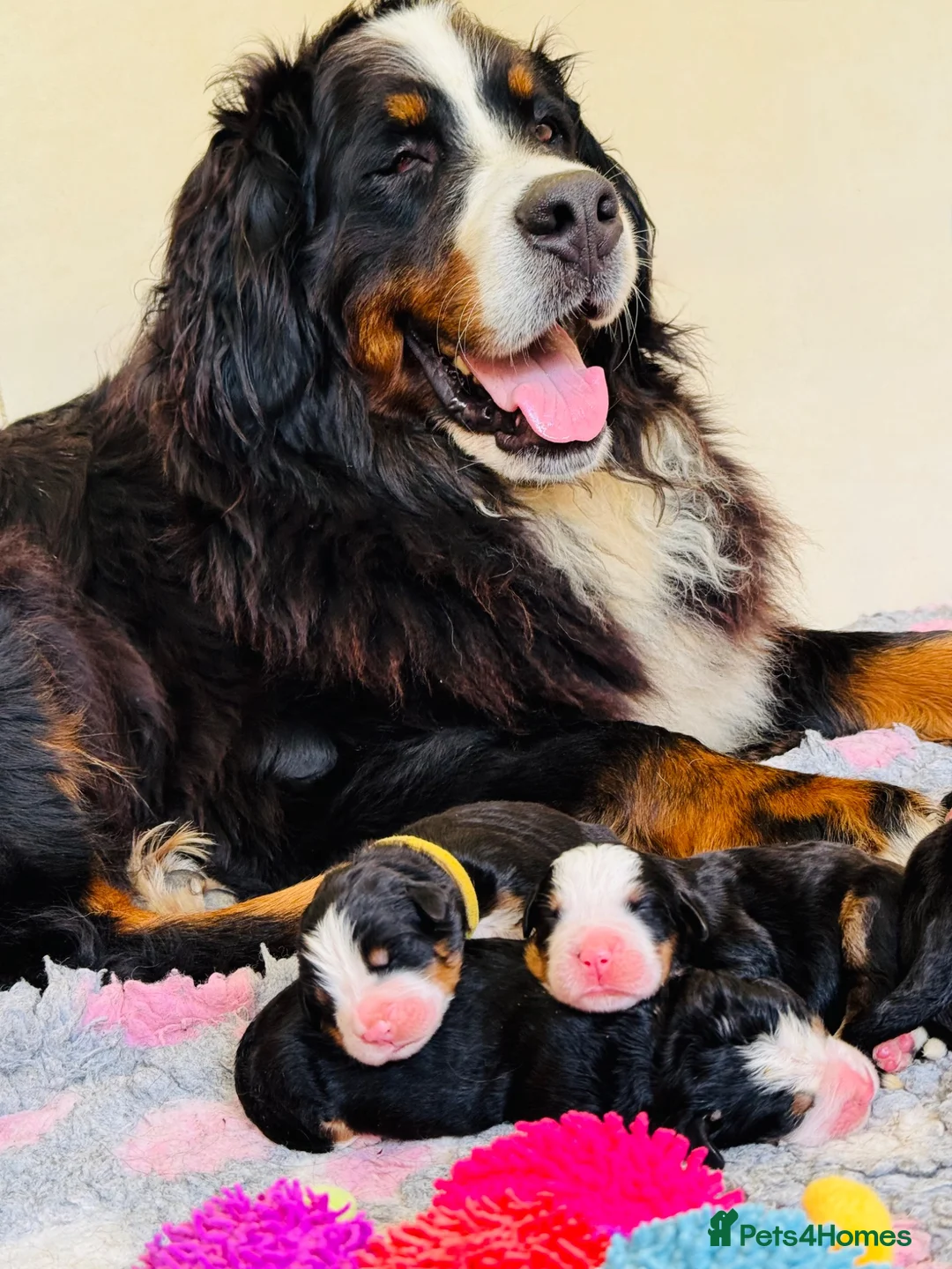 Bernese Mountain Dog dogs for sale: Beautiful Bernese Mountain Dog Puppies in Eye - Advert 18