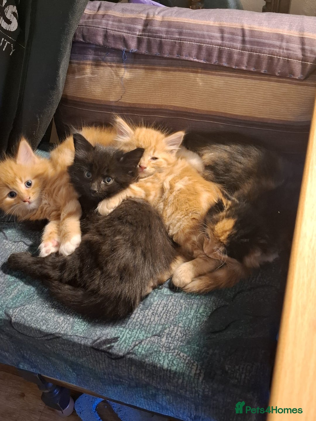 Mixed Breed cats for sale: 4 gorgerous kittens - Image 2