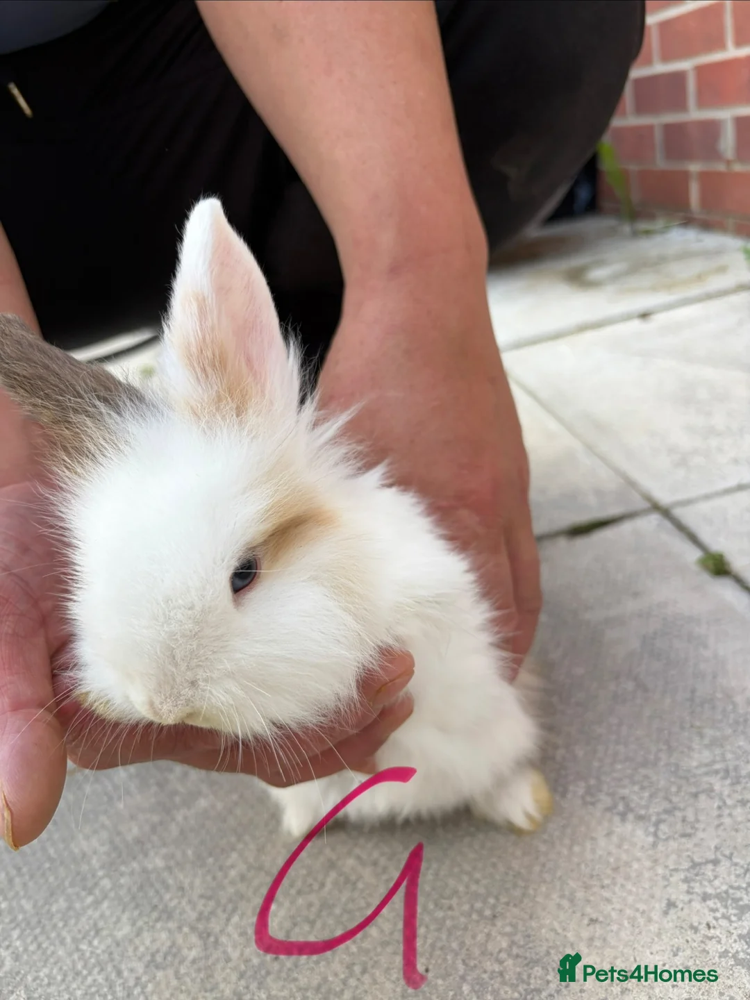 Lionhead rabbits for sale: Lionhead - Advert 6