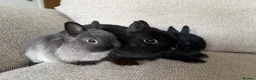 Netherland Dwarf rabbits for sale: Netherland Dwarf Baby Rabbits in Motherwell - Advert 4