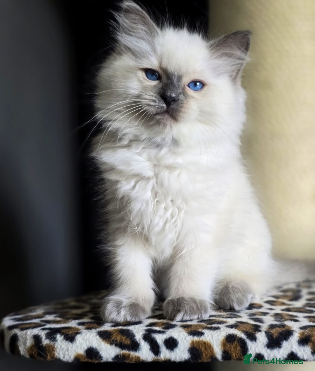 Ragdoll cats Precious TICA Registered Ragdoll Kittens - 1 Boy - Advert 9