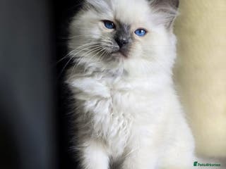 Ragdoll cats Precious TICA Registered Ragdoll Kittens - 1 Boy - Advert 9