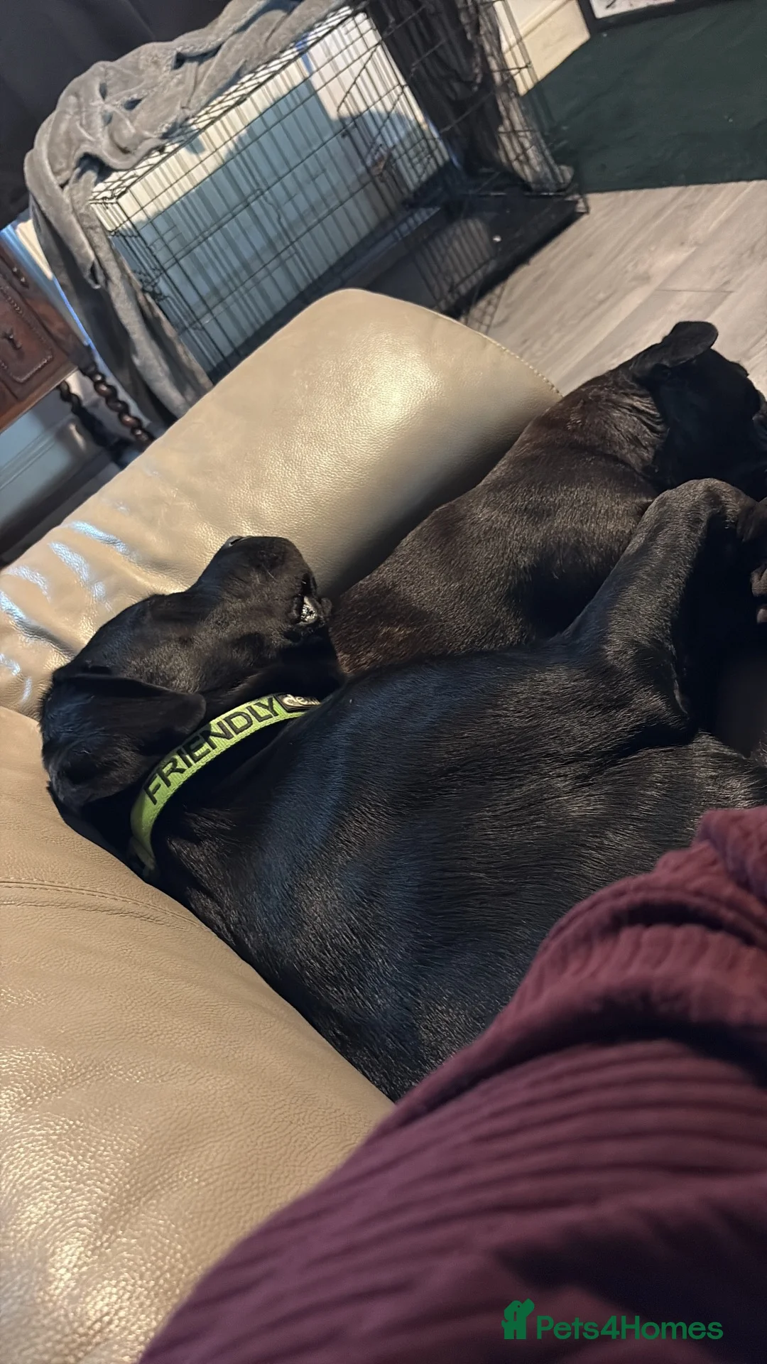 Mixed Breed dogs for sale: Cane Corso x Rottweiler looking for home in Borth - Advert 8