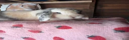 Mini Lop rabbits for sale: Friendly Doe - Advert 3