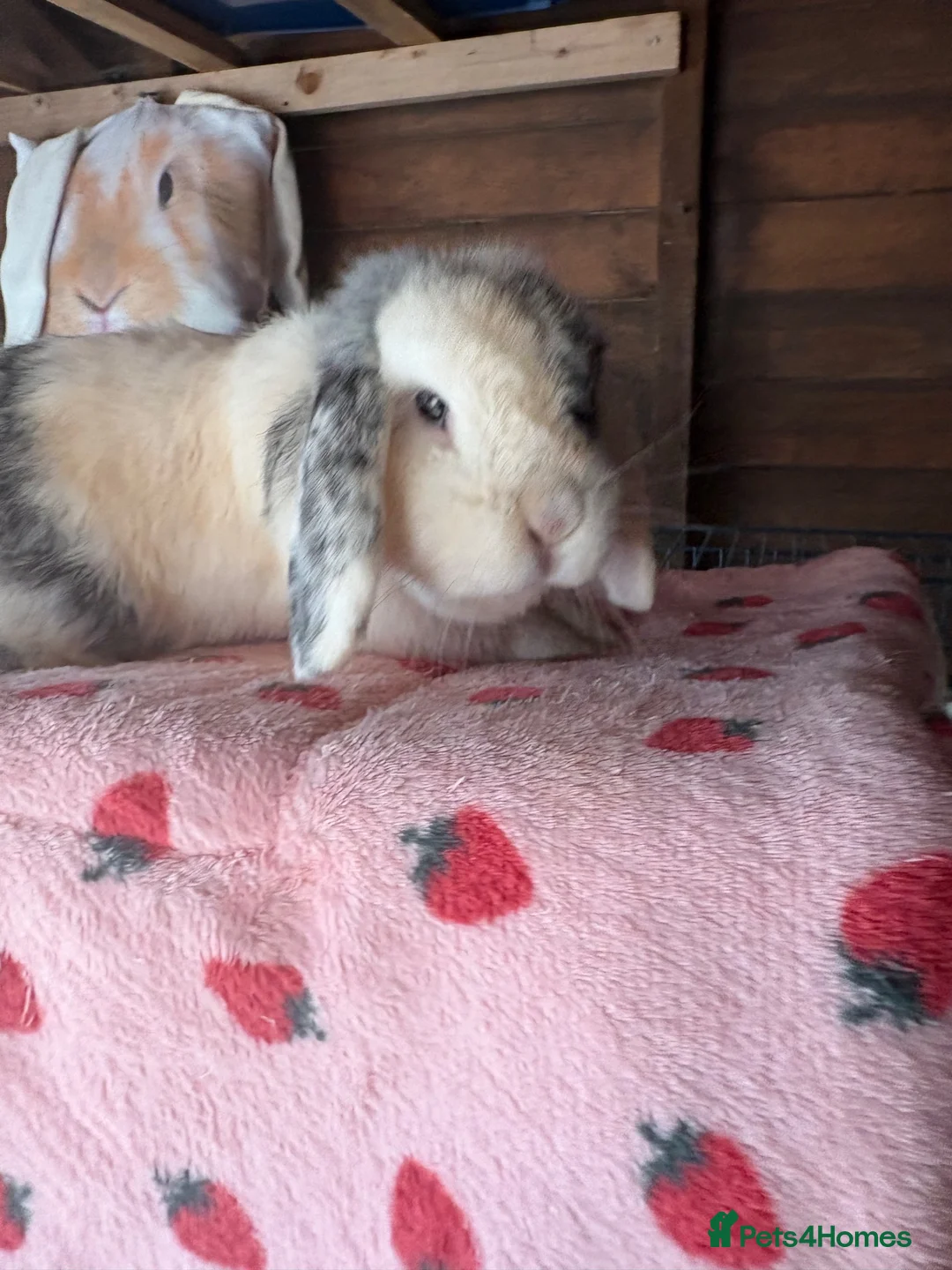 Mini Lop rabbits for sale: Friendly Doe - Advert 3