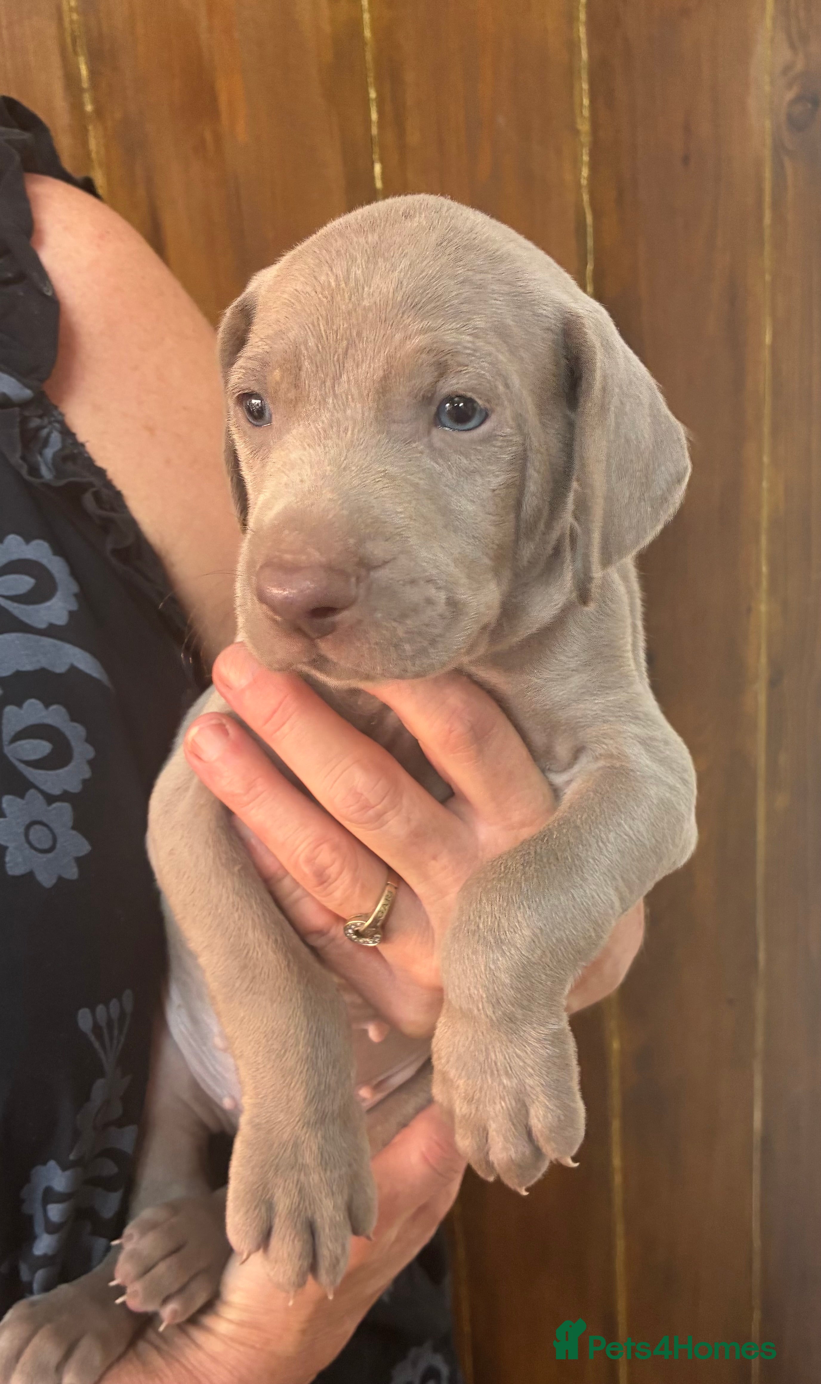 Weimaraner dogs KC Reg Weimaraner Puppies Silver & Blue - Advert 2