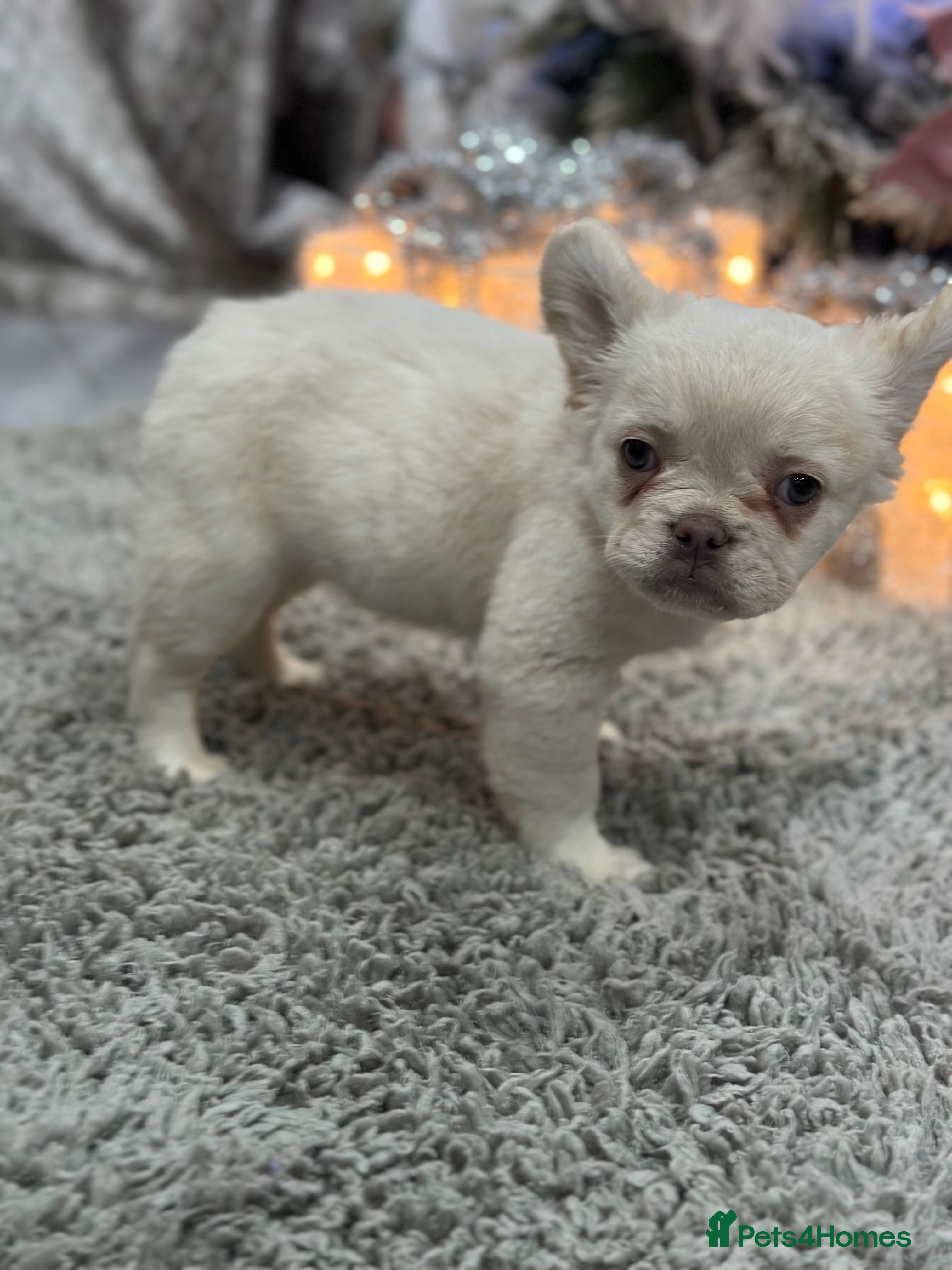 French Bulldog dogs LAST GIRL LEFT fluffy French bulldogs  - Advert 4