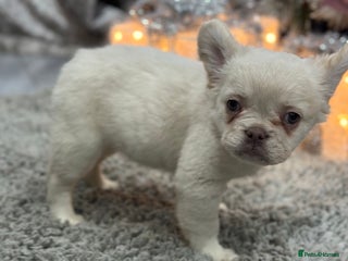 French Bulldog dogs LAST GIRL LEFT fluffy French bulldogs - Advert 1