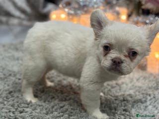 French Bulldog dogs LAST GIRL LEFT fluffy French bulldogs - Advert 9