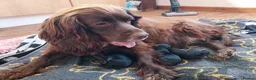 Mixed Breed dogs for sale: Dockers in Lowestoft - Advert 10