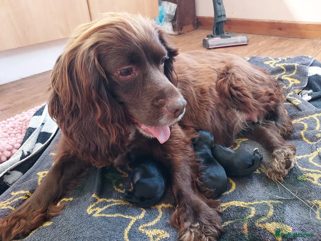 Mixed Breed dogs for sale: Dockers in Lowestoft - Advert 10