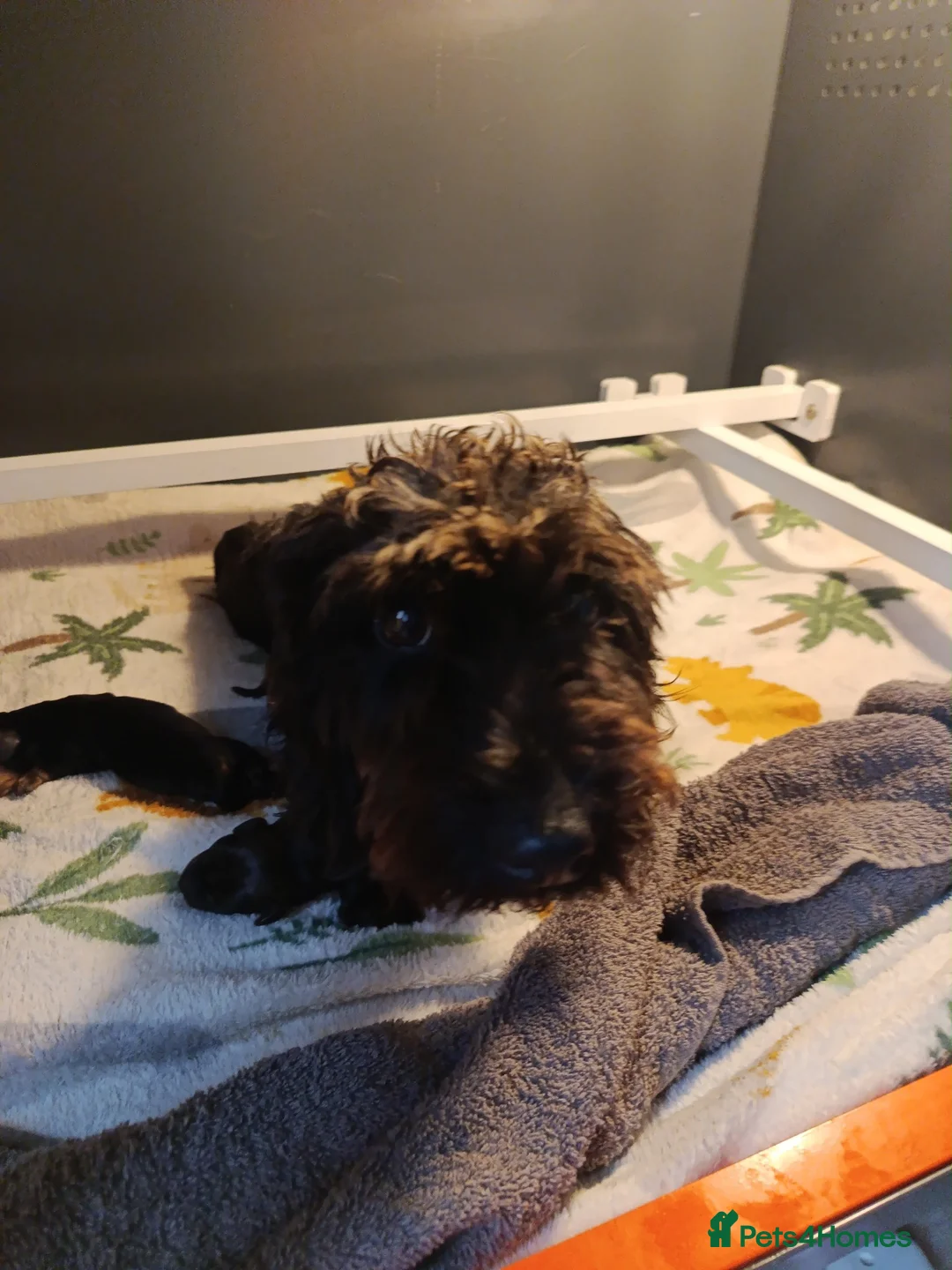 Miniature Dachshund dogs for sale: Wild Boar Boys Mini Wire KC reg PRA/LAFORA CLEAR - Advert 2