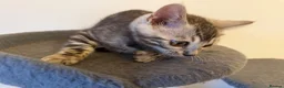 Bengal cats for sale: Rare Silver Grey Bengal TICA Kittens  - Advert 9