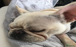 French Bulldog dogs for sale: Female Frenchie needing new home - Image 5