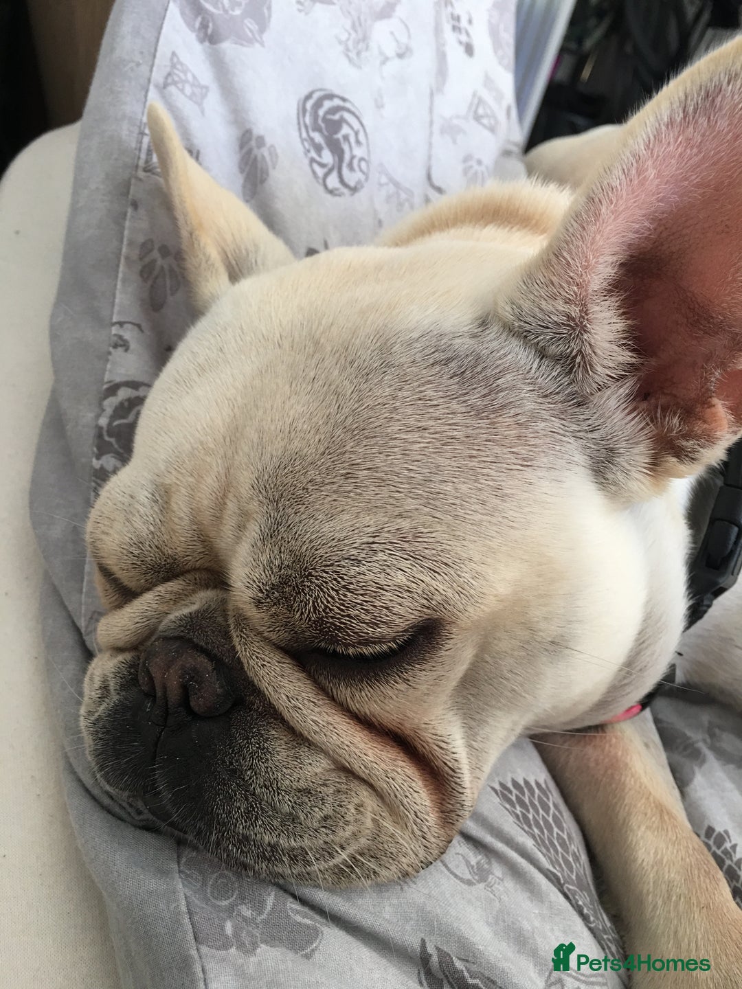 French Bulldog dogs for sale: Female Frenchie needing new home - Image 5
