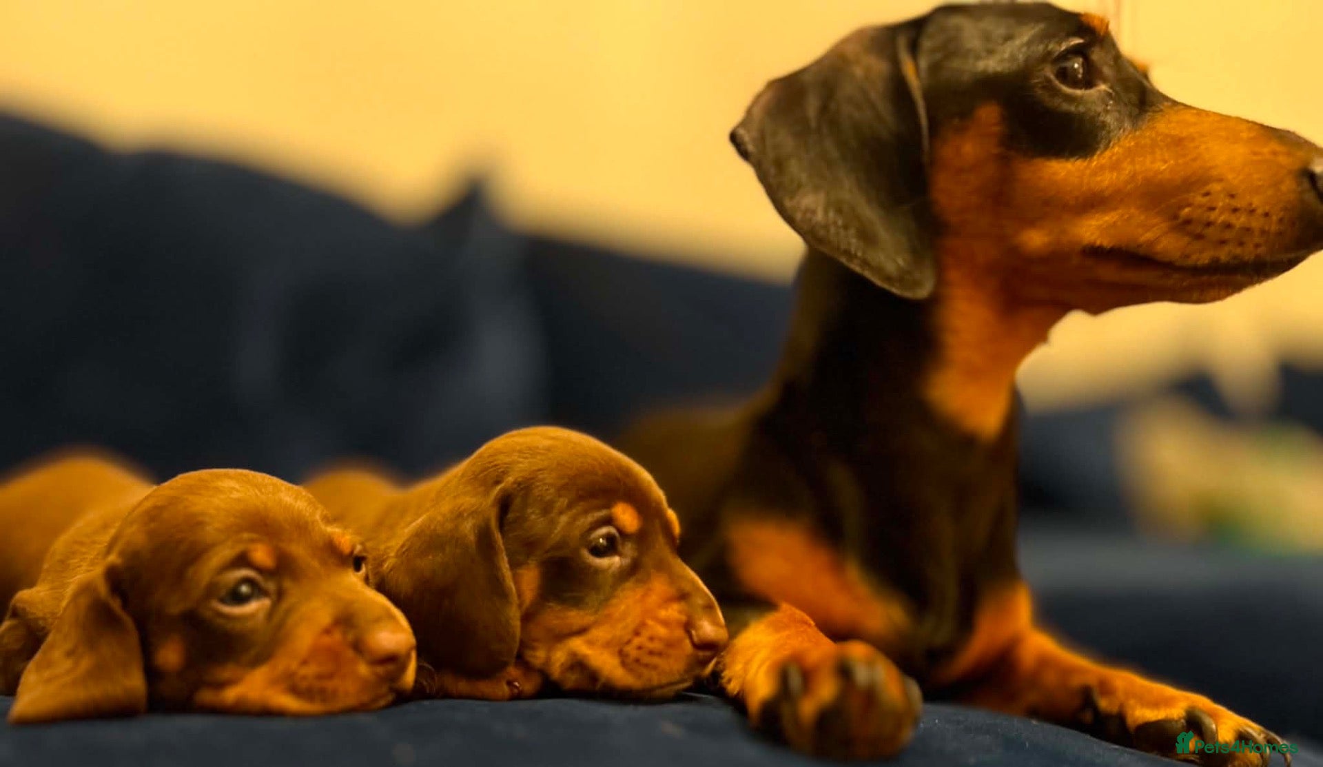 Miniature Dachshund dogs Miniature dachshund puppies - Advert 7