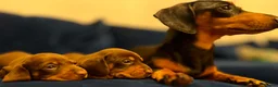 Miniature Dachshund dogs for sale: Miniature dachshund puppies in Matlock - Advert 1