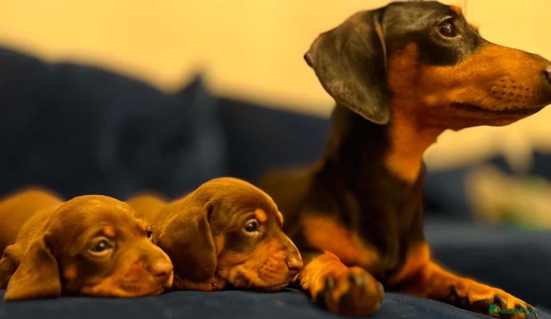 Miniature Dachshund dogs for sale: Miniature dachshund puppies in Matlock - Advert 1